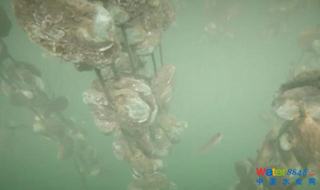 Vl(wi)ҕԒЇԺԺʿߏĈ꣺V󽛝пɞ