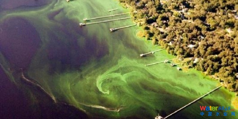 B(yng)ֳβˮ̎׃“Gɫ”