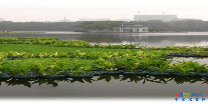 B(yng)ֳβˮ̎׃“Gɫ”